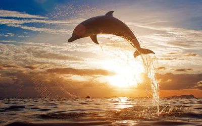 Delfin-saltando-en-el-mar.jpg