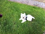 alfie.jpg