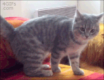 gato