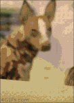 perro.gif