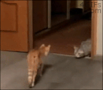 Gato contento.gif