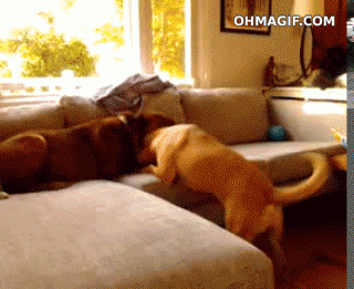 pelea de perros.gif