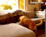 pelea de perros.gif