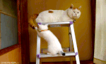 gatos cola.gif