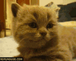 aburrido.gif