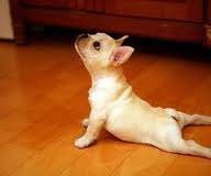perro haciendo yoga 2.jpg