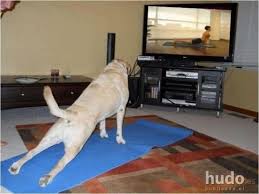 yoga profesional perro.jpg
