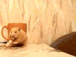 gato rata