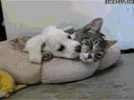 como perros y gatos.gif