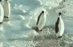 penguinownedafk5ld.gif