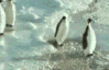 penguinownedafk5ld.gif