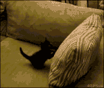 gato cojin.gif