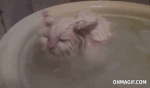 gato raruno.gif