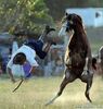 Caida-de-caballo.jpg