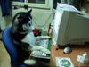 animals-at-computer-04.jpg