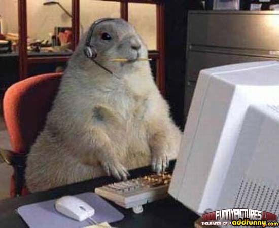 computerhamster4f584ef84dadb.jpg