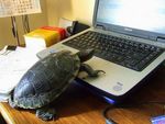 Animals-Using-Computer.jpg