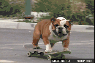 http://stream1.gifsoup.com/view4/1251319/skateboarding-dog-o.gif