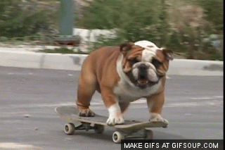 http://stream1.gifsoup.com/view4/1251319/skateboarding-dog-o.gif