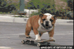 http://stream1.gifsoup.com/view4/1251319/skateboarding-dog-o.gif