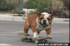http://stream1.gifsoup.com/view4/1251319/skateboarding-dog-o.gif