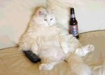 gatos-graciosos-divertidos-risas-gato-gracioso-risa.jpg