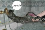 gato-gracioso4.jpg