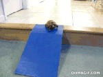 tortuga tortuosa.gif