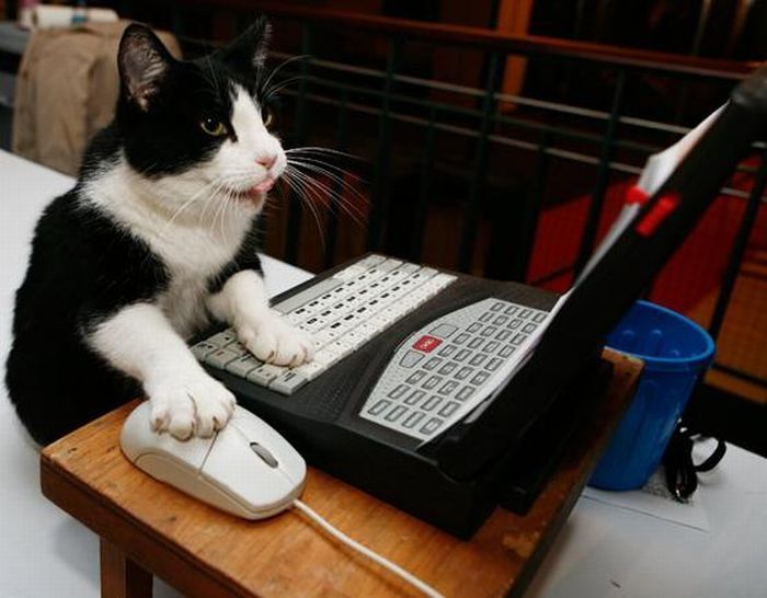 weaddit_redes_sociales_animales_gato_ordenador.jpg