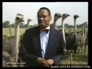 avestruces-traviesas-o.gif