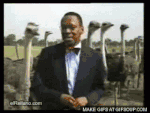 avestruces-traviesas-o.gif