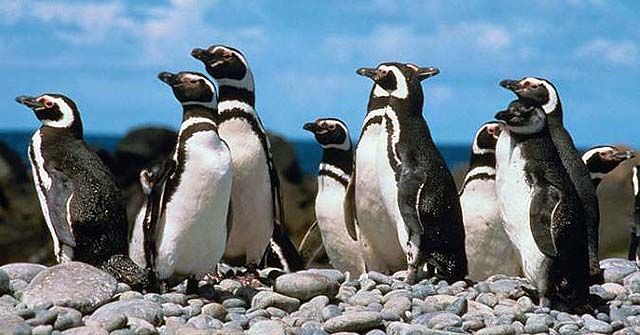 pinguinos-mirones