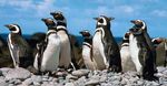 pinguinos-mirones