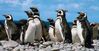 pinguinos-mirones
