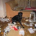 perro