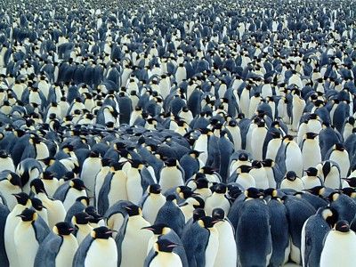 lot of penguins