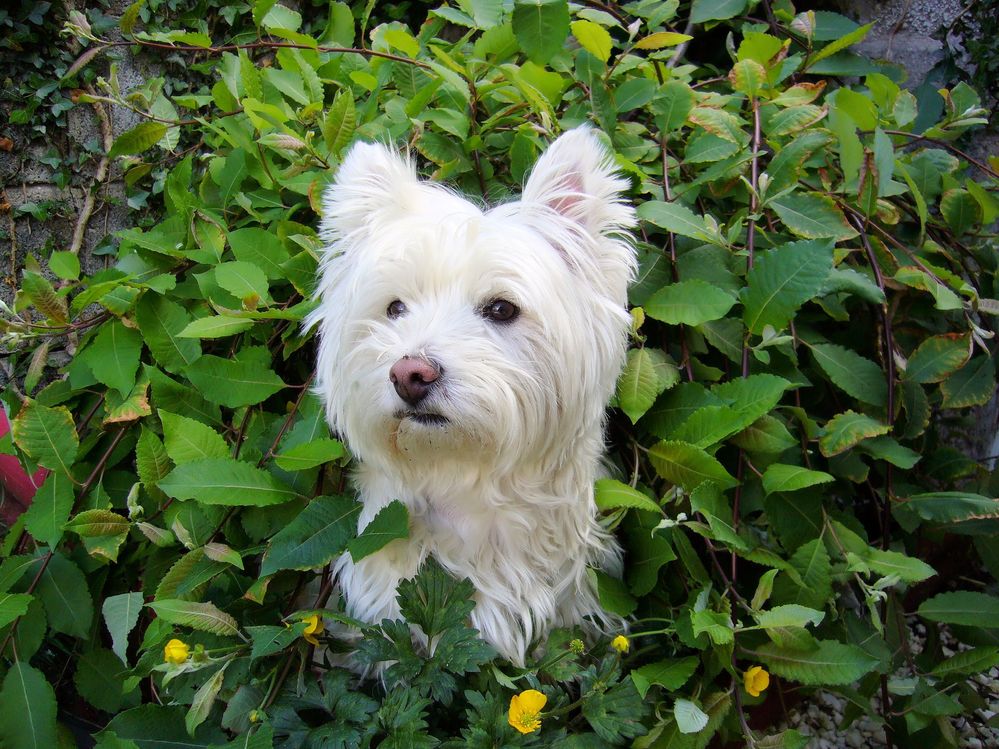 Molly in der Trauerweide.jpg