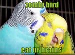 zombibird.jpg