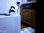 catroll.gif