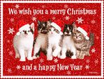 merrycat.jpg