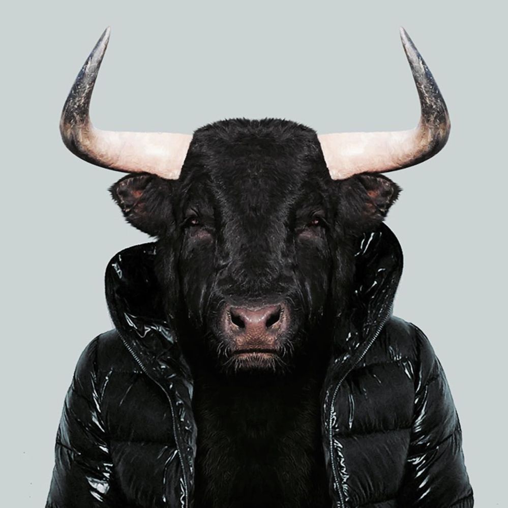 toro persona.jpg